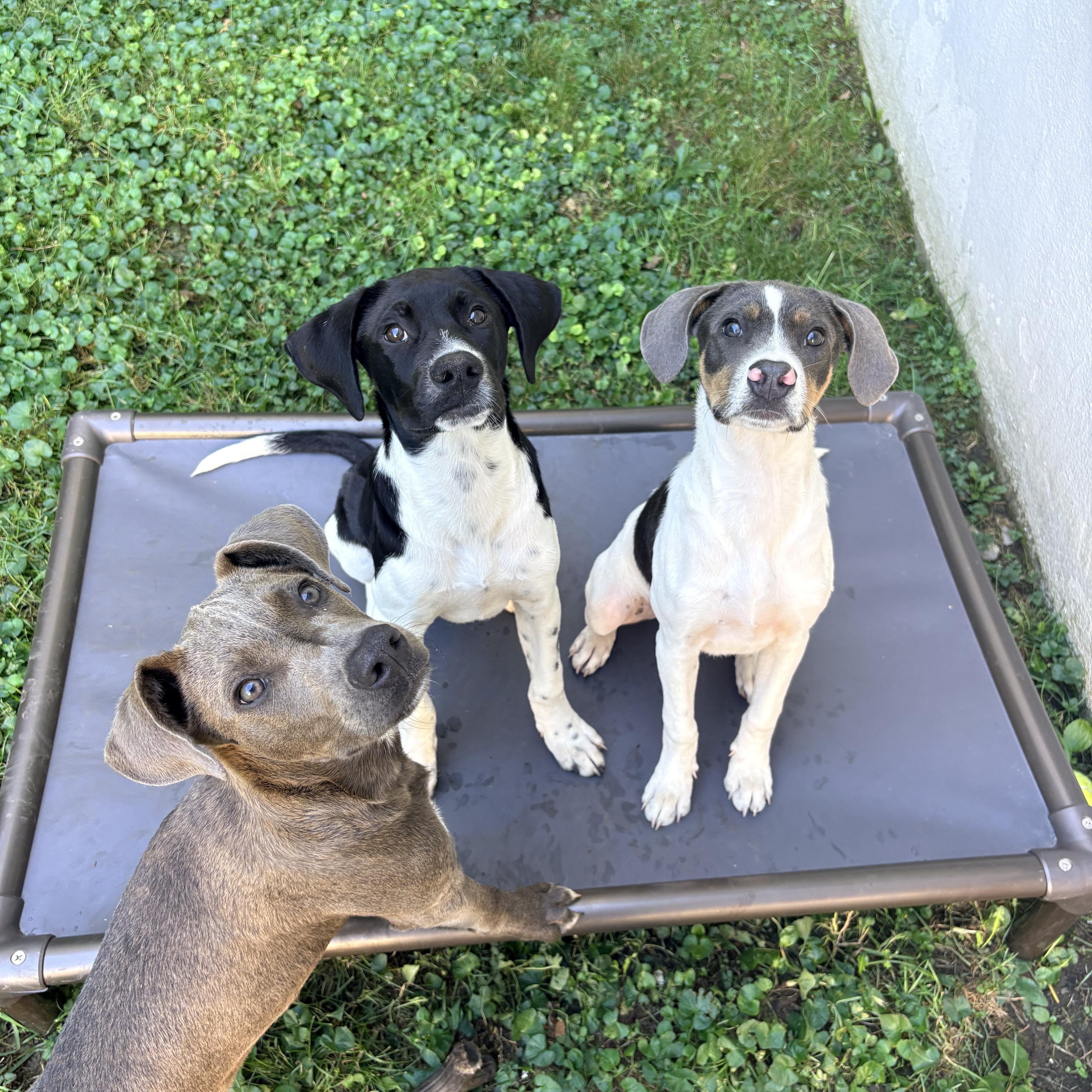 Enlarge Sydney/Cindy, a Adopted mixed breed in Louisville, KY image 5/6