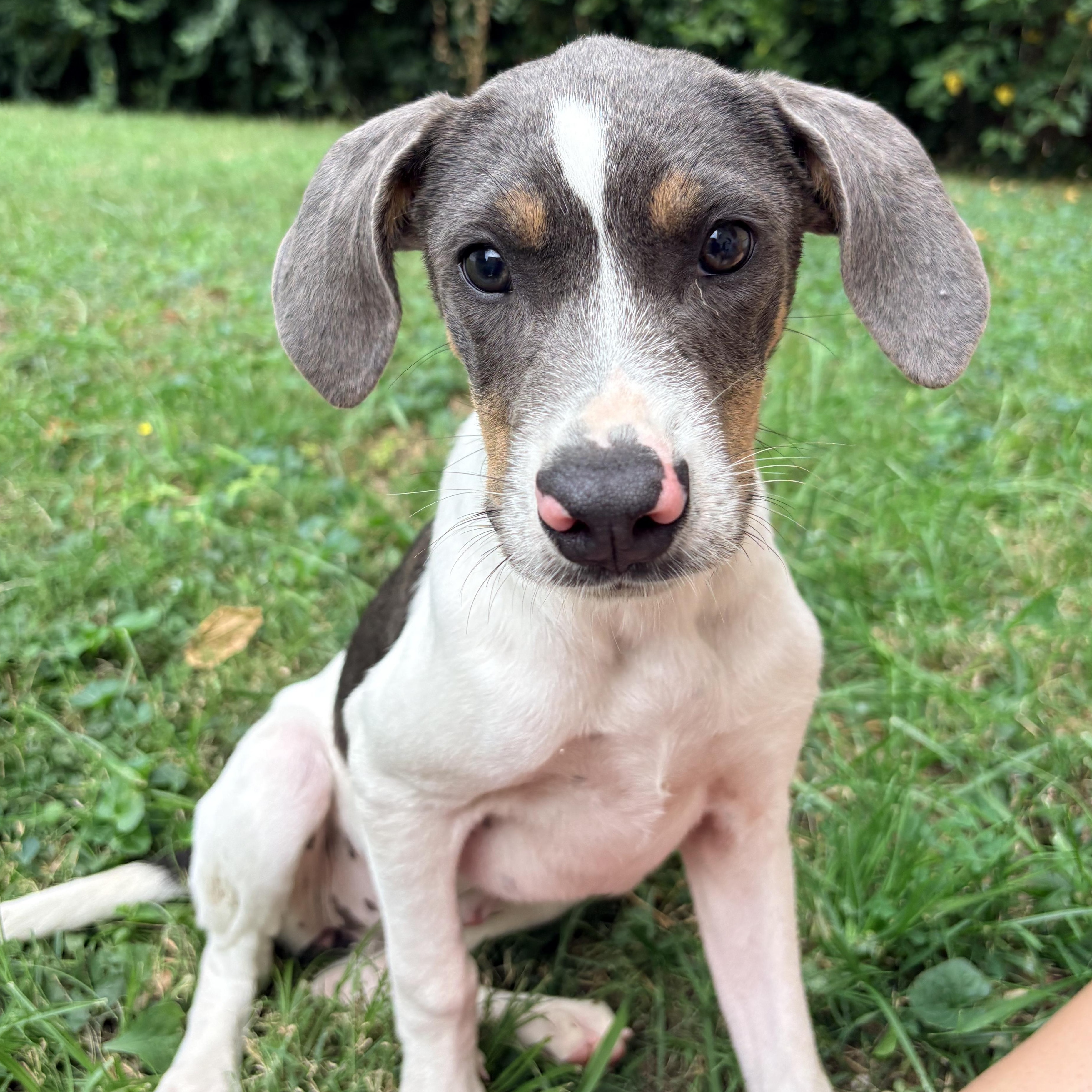Enlarge Sydney/Cindy, a Adopted mixed breed in Louisville, KY image 2/6