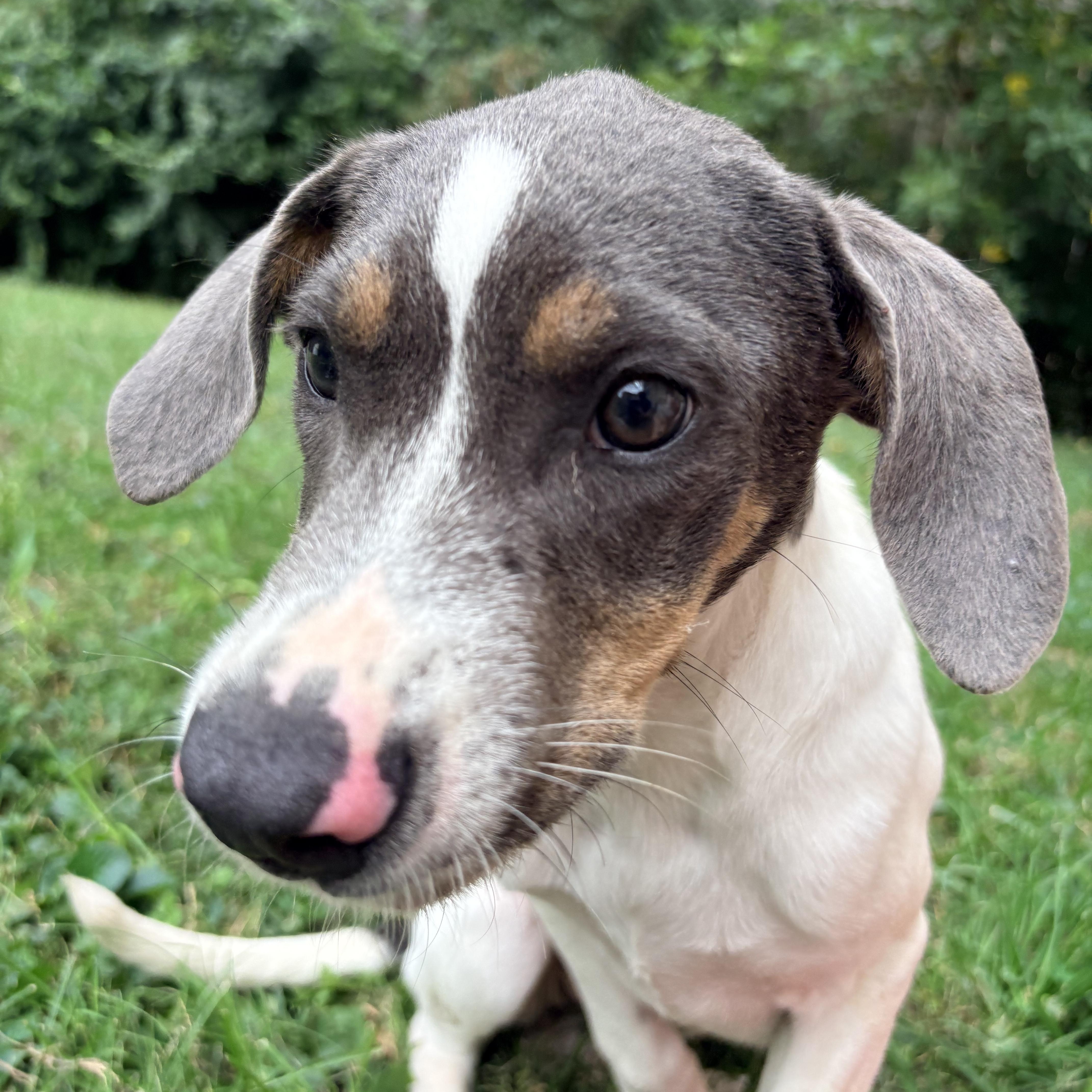 Enlarge Sydney/Cindy, a Adopted mixed breed in Louisville, KY image 3/6