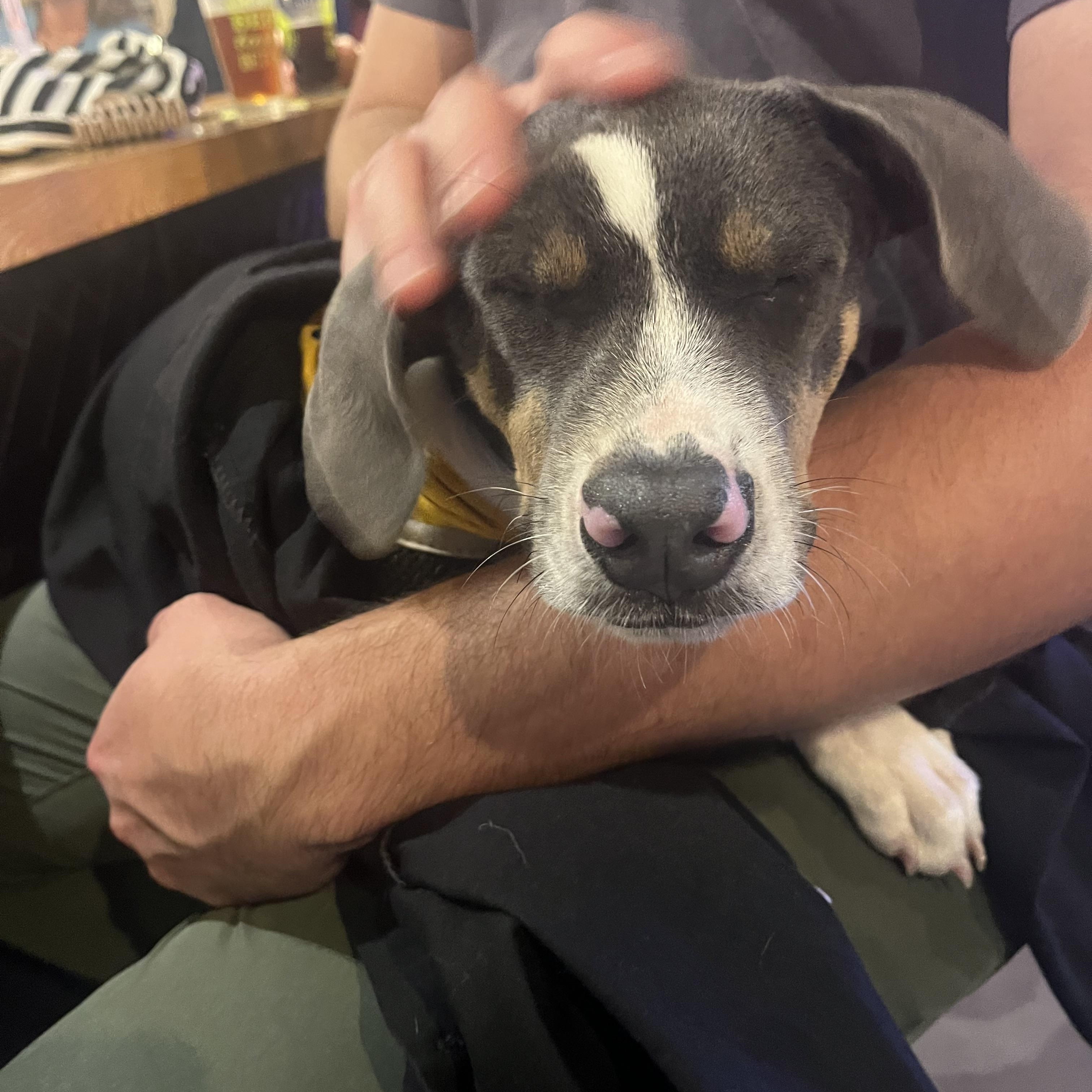 Enlarge Sydney/Cindy, a Adopted mixed breed in Louisville, KY image 4/6