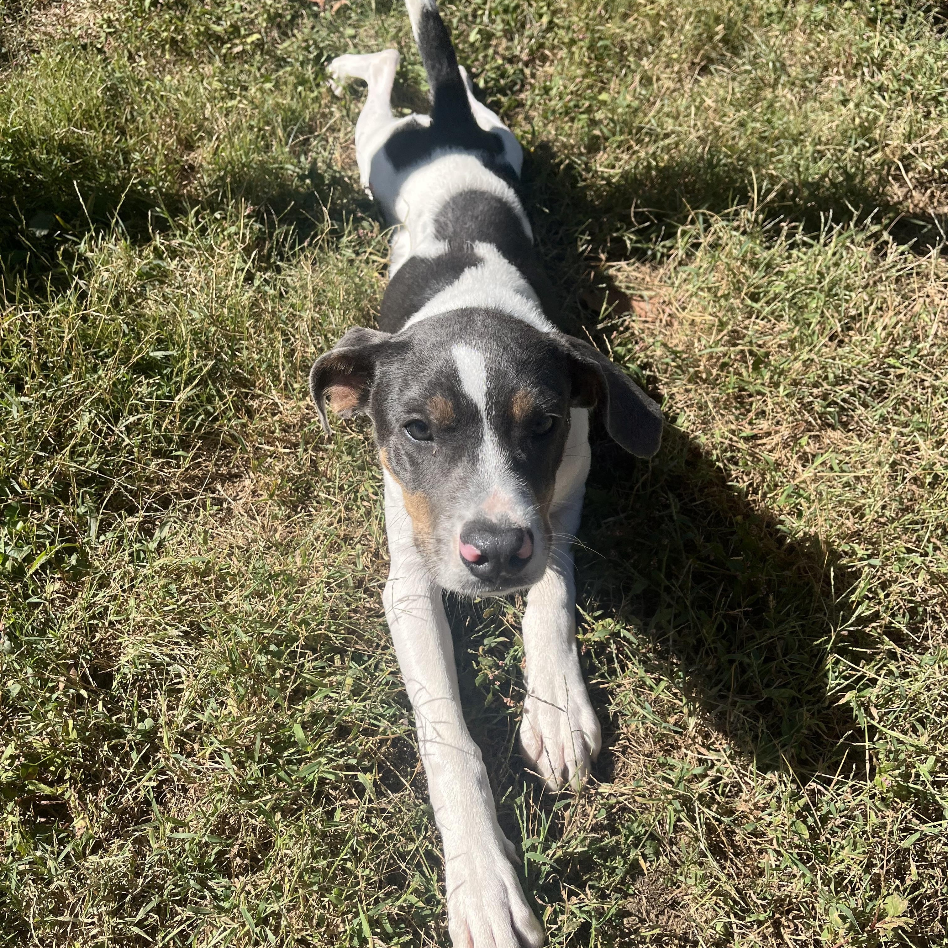 Enlarge Sydney/Cindy, a Adopted mixed breed in Louisville, KY image 1/6