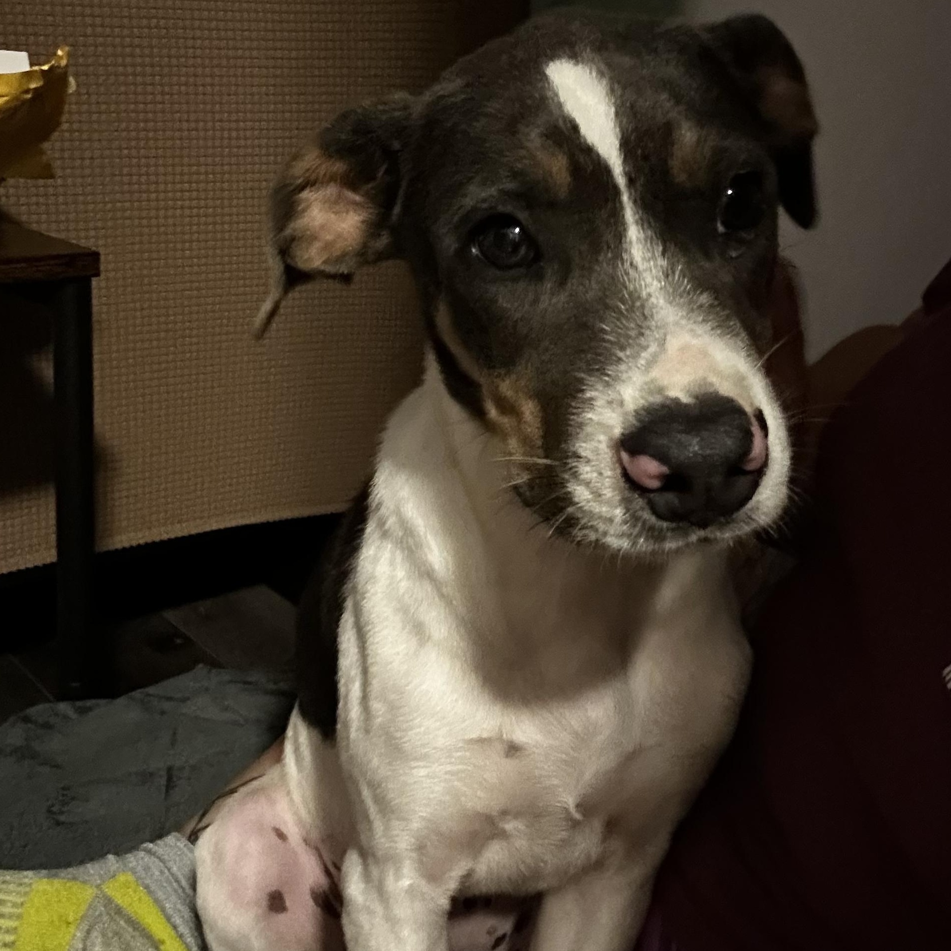 Enlarge Sydney/Cindy, a Adopted mixed breed in Louisville, KY image 6/6