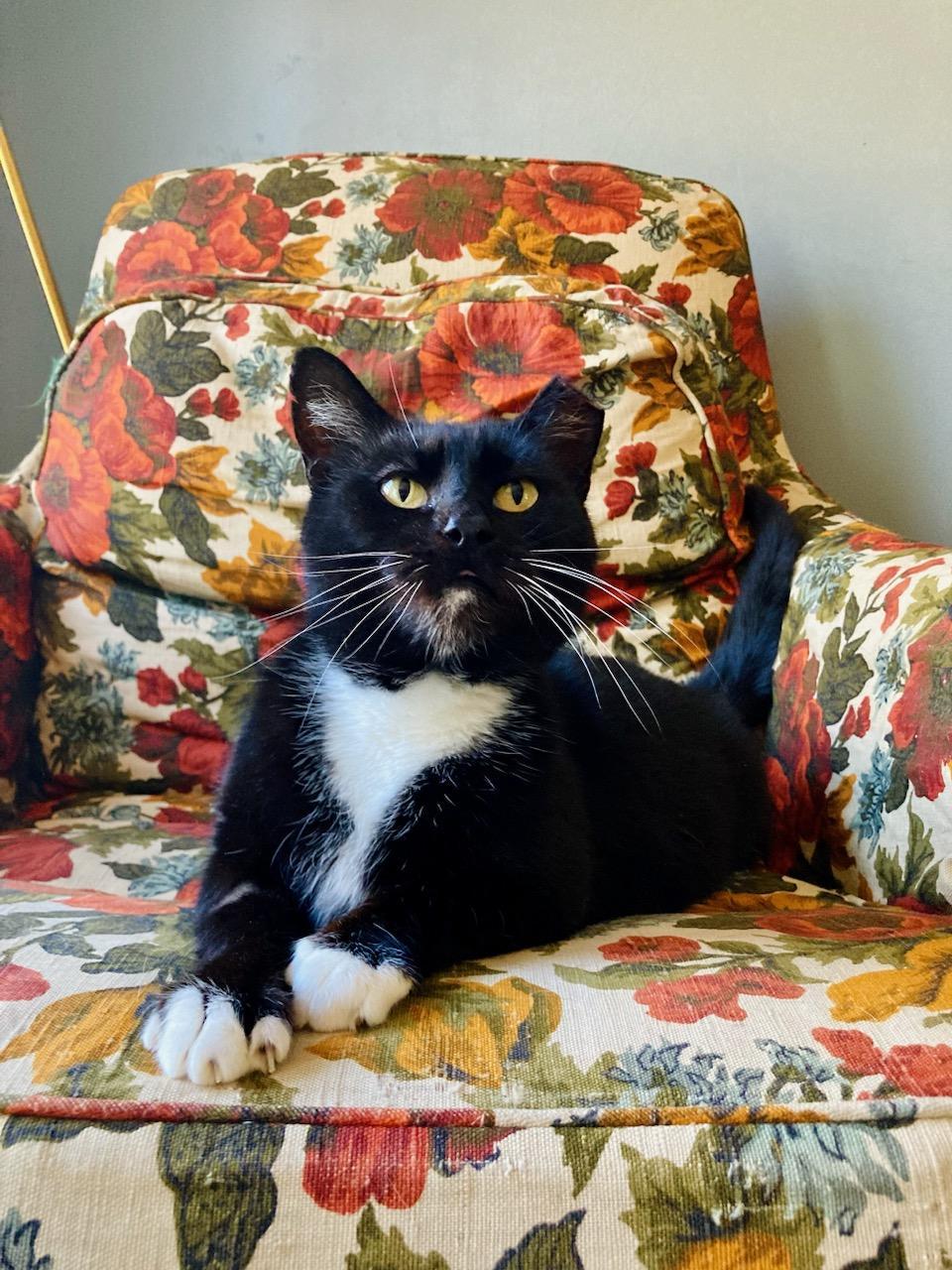 Enlarge Dottie, a Adoptable Domestic Short Hair in Concord, NC image 1/4