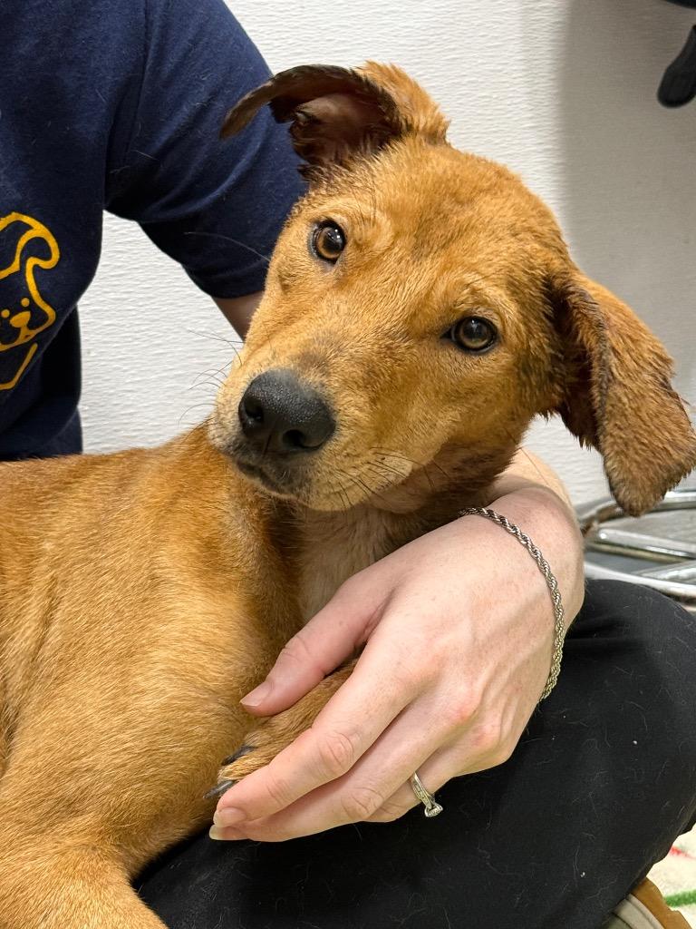 Mink, Adoptable, Adult Female Mixed Breed.