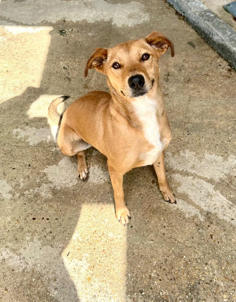 Enlarge Mink, a Adoptable mixed breed in Denham Springs, LA image 2/2