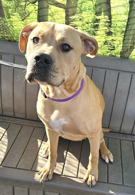 Enlarge Chalupa, a ADOPTABLE Pit Bull Terrier in Phoenix, OR image 2/6