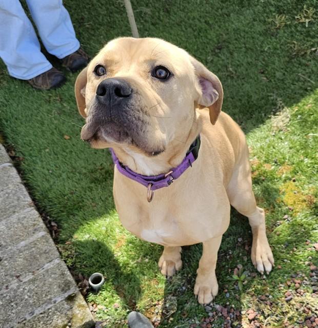 Enlarge Chalupa, a ADOPTABLE Pit Bull Terrier in Phoenix, OR image 5/6