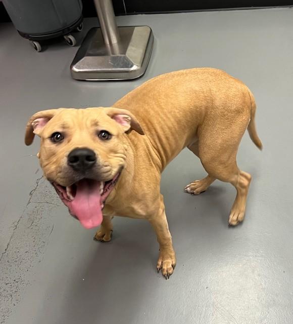 Enlarge Chalupa, a ADOPTABLE Pit Bull Terrier in Phoenix, OR image 4/6