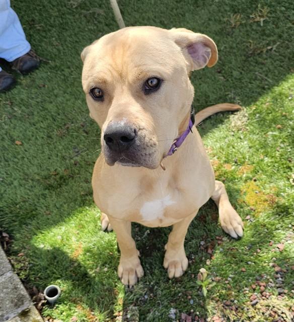 Enlarge Chalupa, a ADOPTABLE Pit Bull Terrier in Phoenix, OR image 3/6