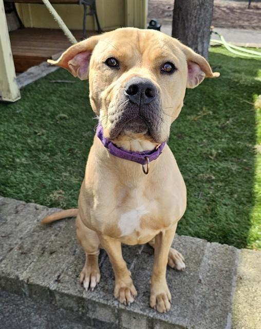 Enlarge Chalupa, a ADOPTABLE Pit Bull Terrier in Phoenix, OR image 6/6