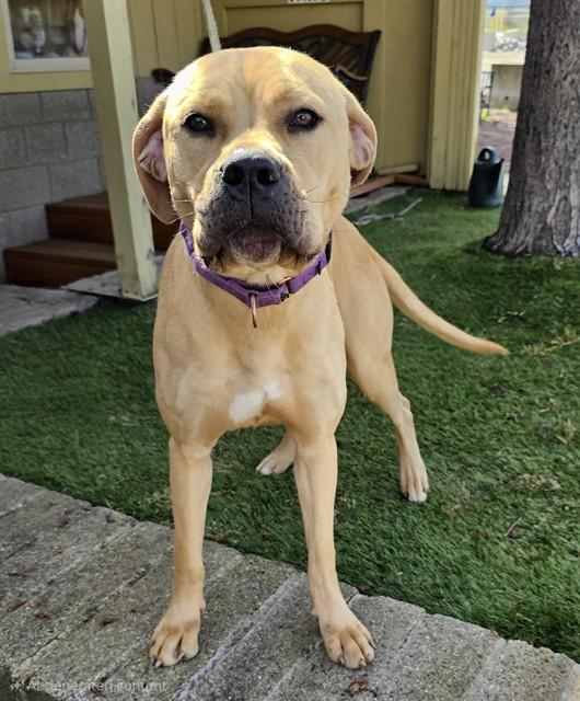 Enlarge Chalupa, a ADOPTABLE Pit Bull Terrier in Phoenix, OR image 1/6