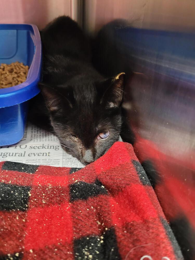 Saja, Adoptable, Adult Male Domestic Short Hair.