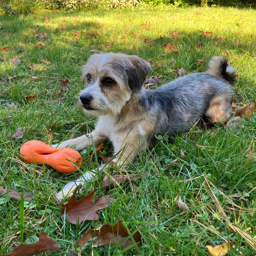Mila, Adoptable, Young Female Mixed Breed.