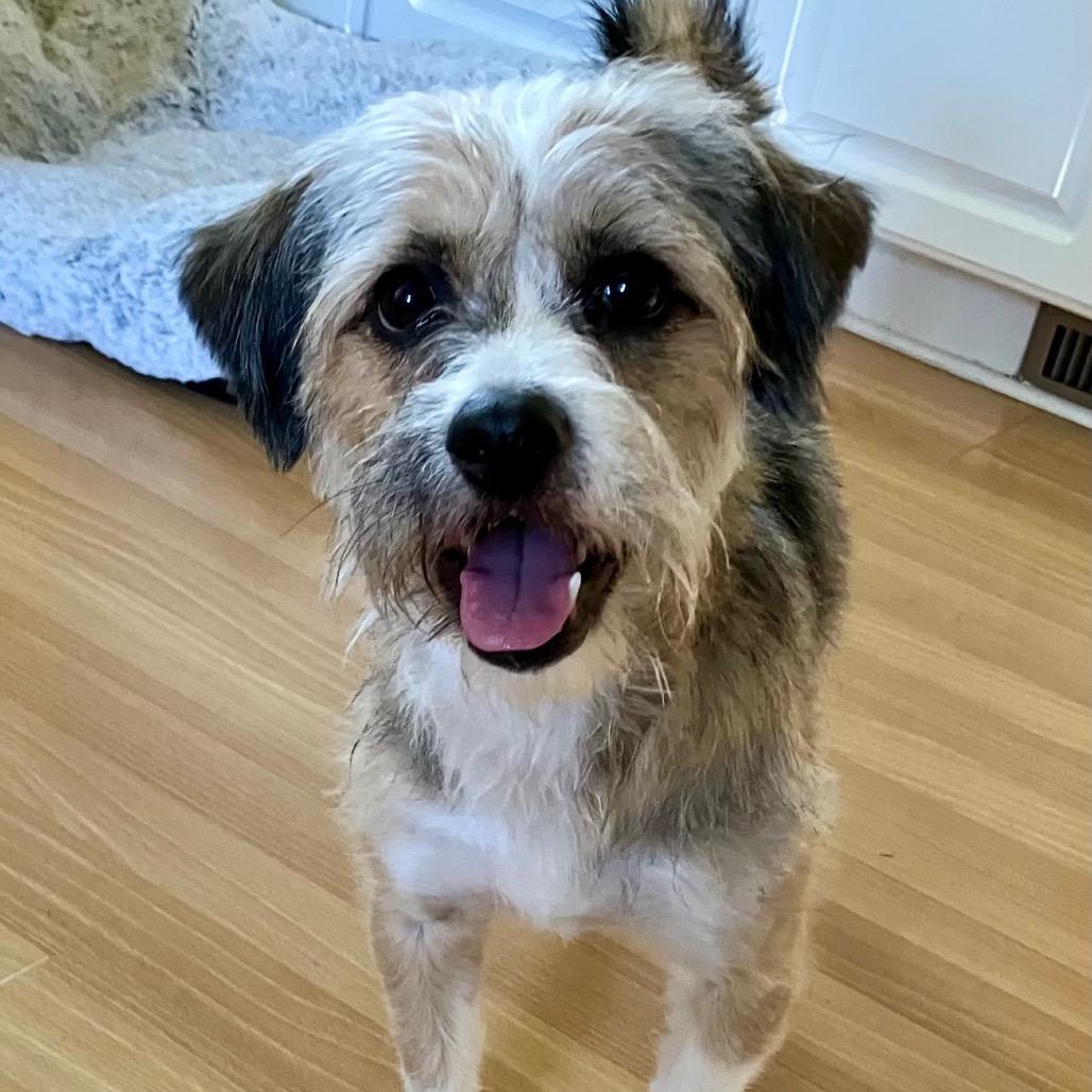Enlarge Mila, a Adoptable Mixed Breed in Phoenix, MD image 2/6