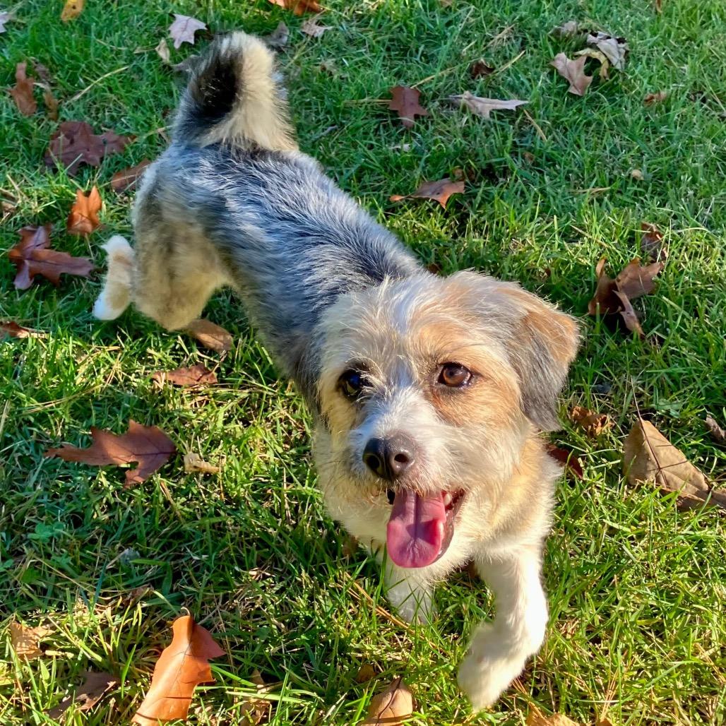 Enlarge Mila, a Adoptable Mixed Breed in Phoenix, MD image 3/6