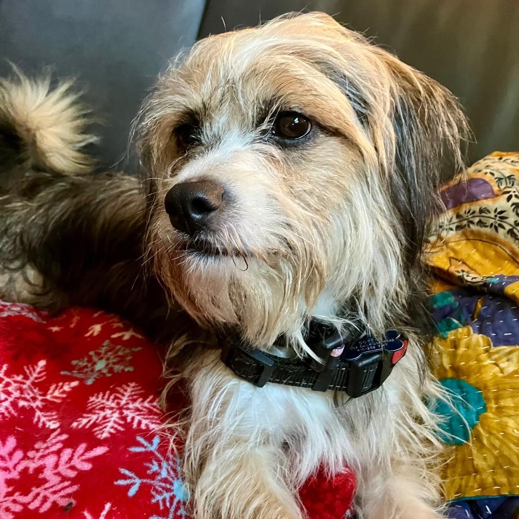 Enlarge Mila, a Adoptable Mixed Breed in Phoenix, MD image 5/6