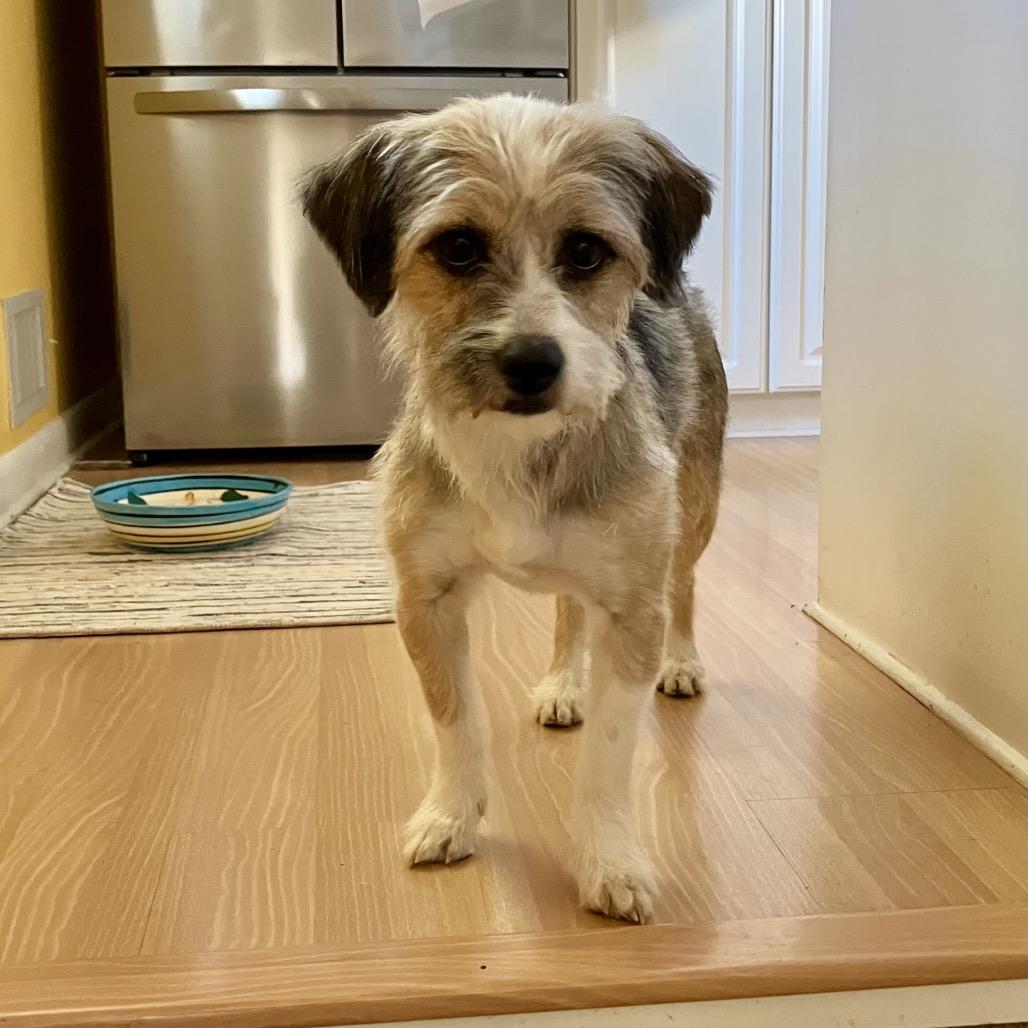 Enlarge Mila, a Adoptable Mixed Breed in Phoenix, MD image 6/6