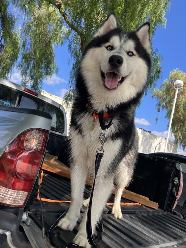 Freddo, Adoptable, Young Male Siberian Husky & Alaskan Malamute.