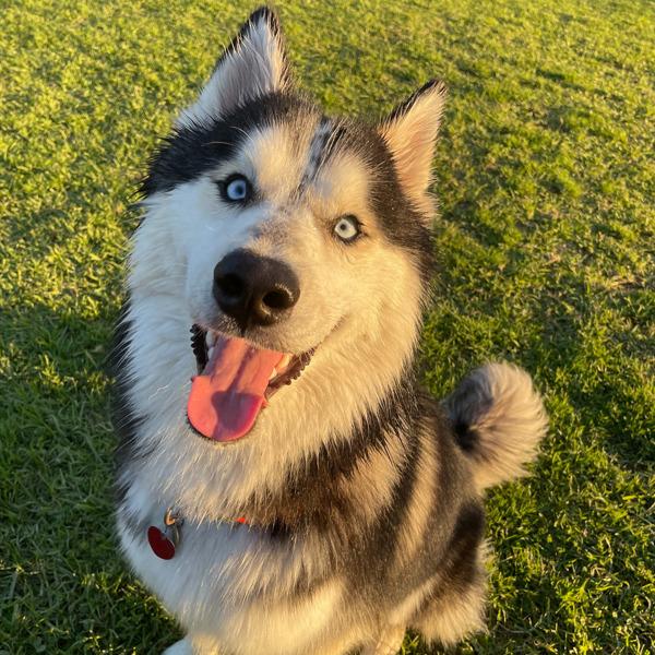 Freddo, a Adoptable mixed breed in Oakland, CA image 3/6