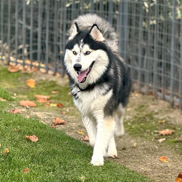 Freddo, a Adoptable mixed breed in Oakland, CA image 4/6