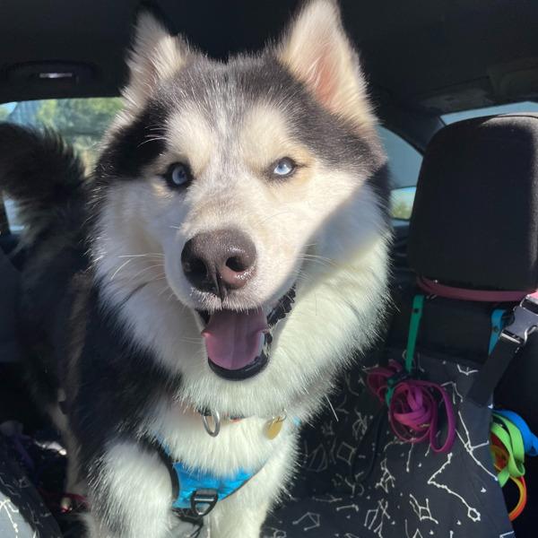 Freddo, a Adoptable mixed breed in Oakland, CA image 5/6