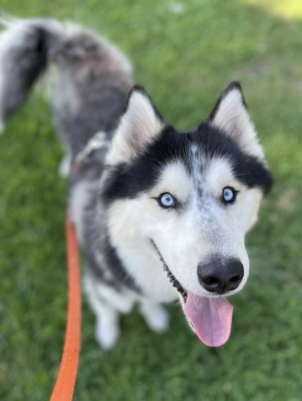 Freddo, a Adoptable mixed breed in Oakland, CA image 6/6