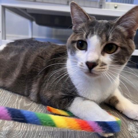 Bugsy, a Adoptable Domestic Short Hair in Talent, OR image 1/5