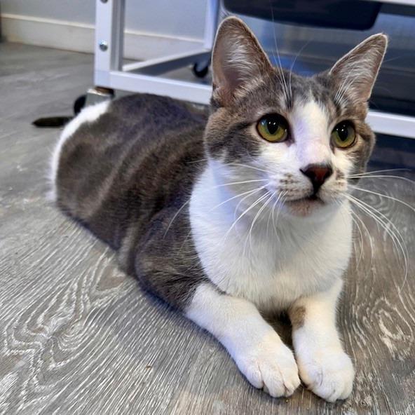 Bugsy, a Adoptable Domestic Short Hair in Talent, OR image 2/5