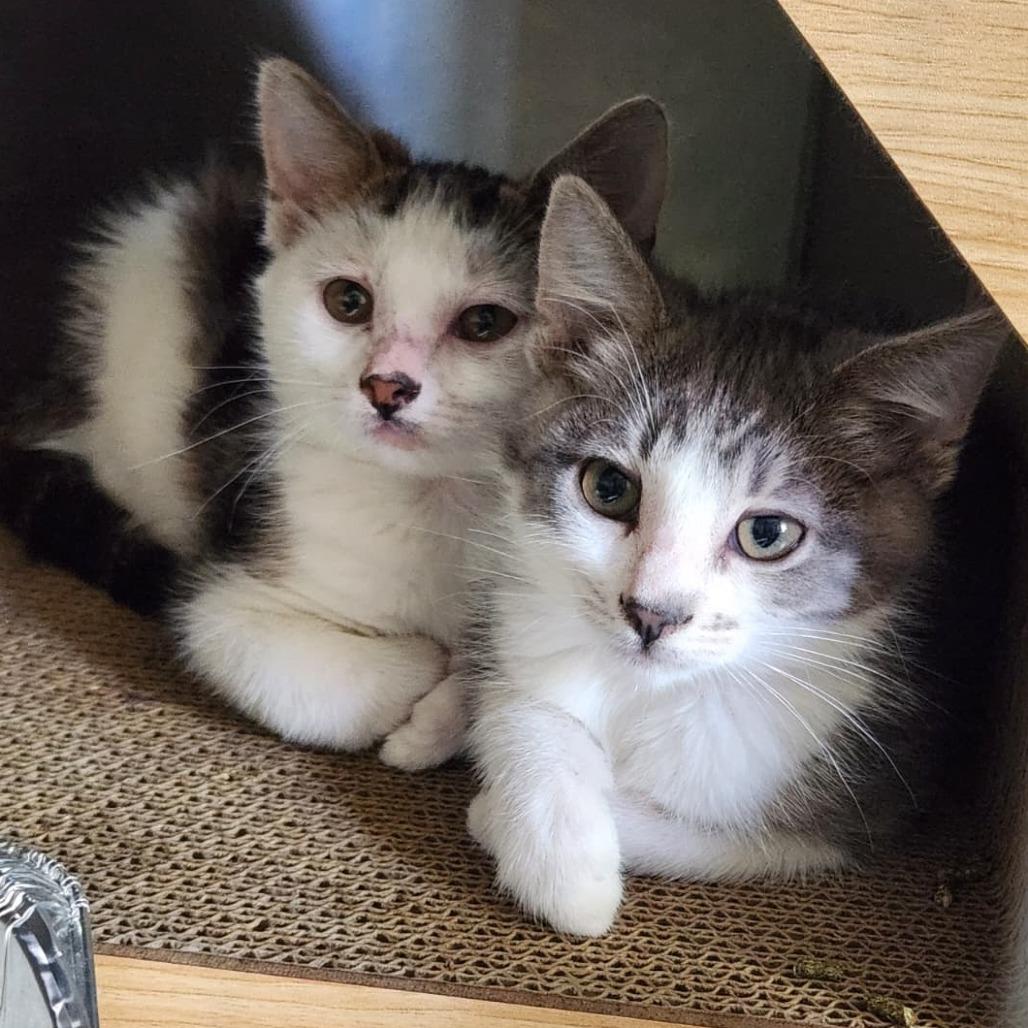 Bugsy, Adoptable, Young Male Domestic Short Hair.