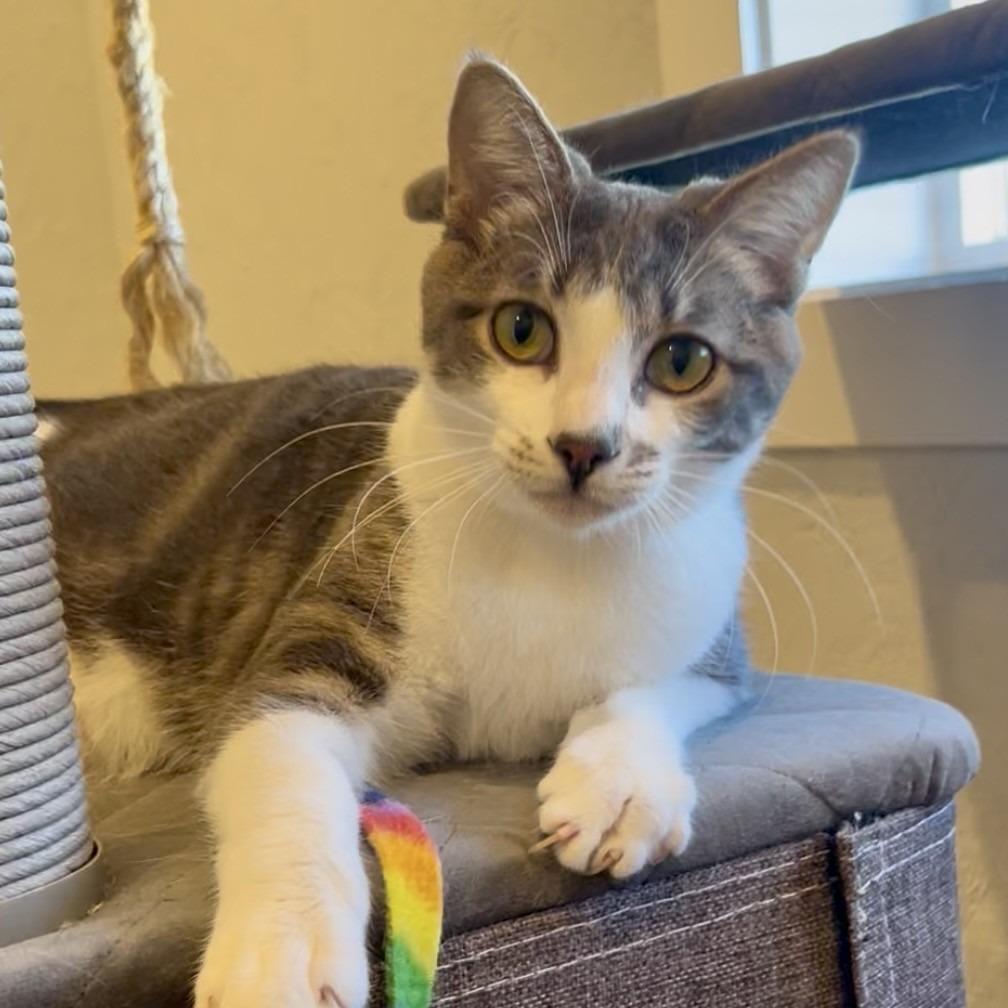 Bugsy, a Adoptable Domestic Short Hair in Talent, OR image 4/5