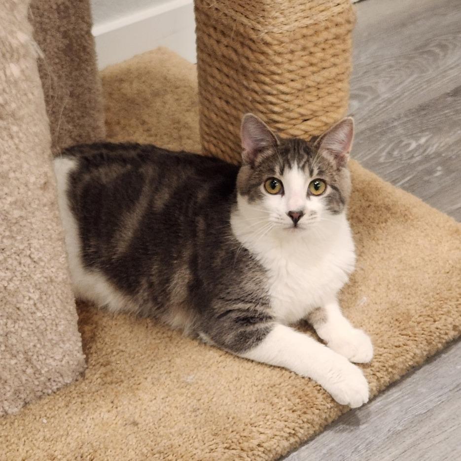 Enlarge Bugsy, a Adoptable Domestic Short Hair in Talent, OR image 2/3