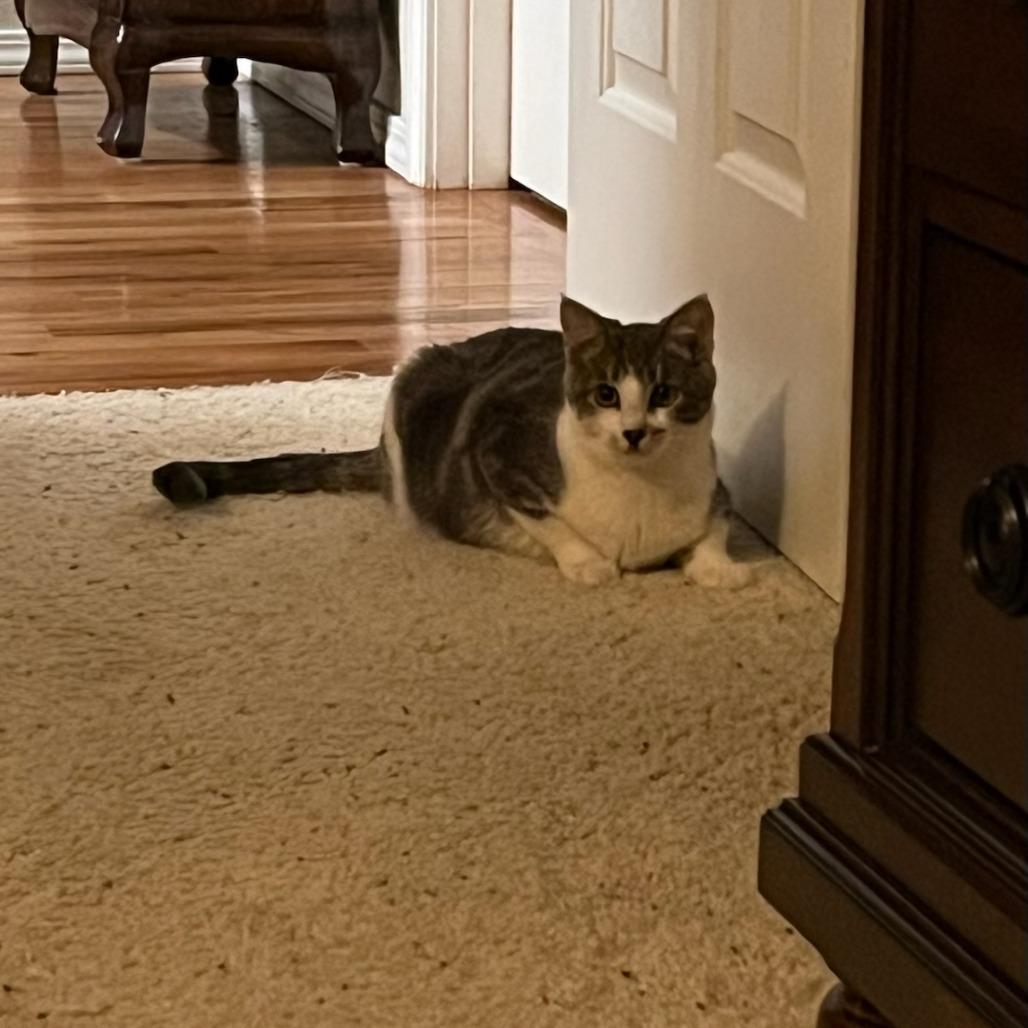 Bugsy, a Adoptable Domestic Short Hair in Talent, OR image 2/2