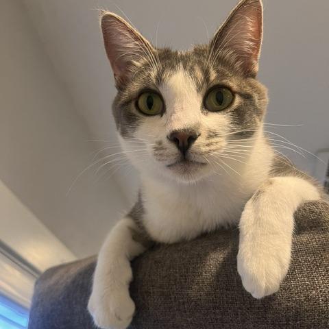 Enlarge Bugsy, a Adoptable Domestic Short Hair in Talent, OR image 6/6