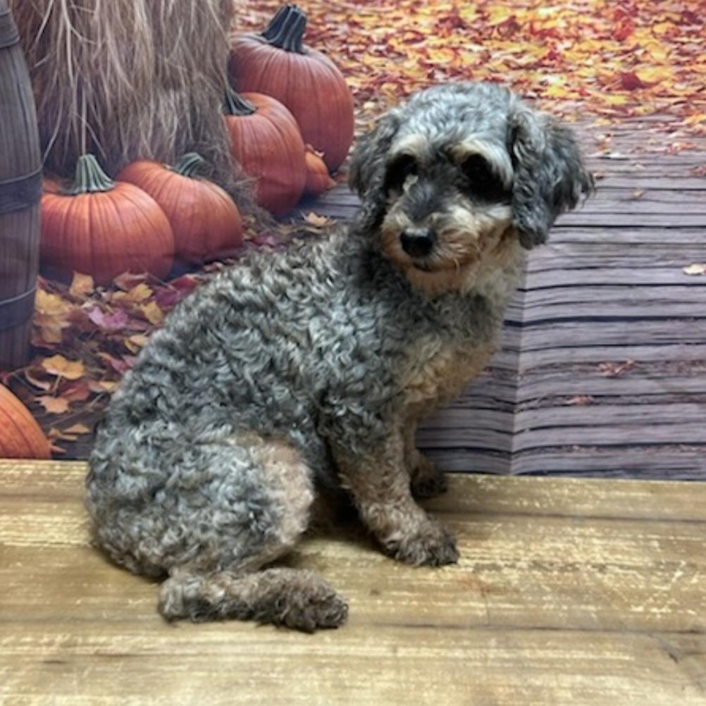 Enlarge Rylee, a Adoptable Miniature Poodle in Normal, IL image 1/4