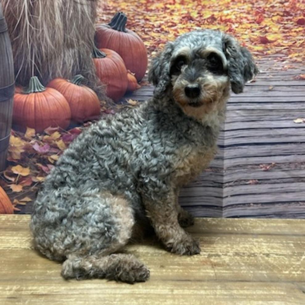 Enlarge Rylee, a Adoptable Miniature Poodle in Normal, IL image 2/4