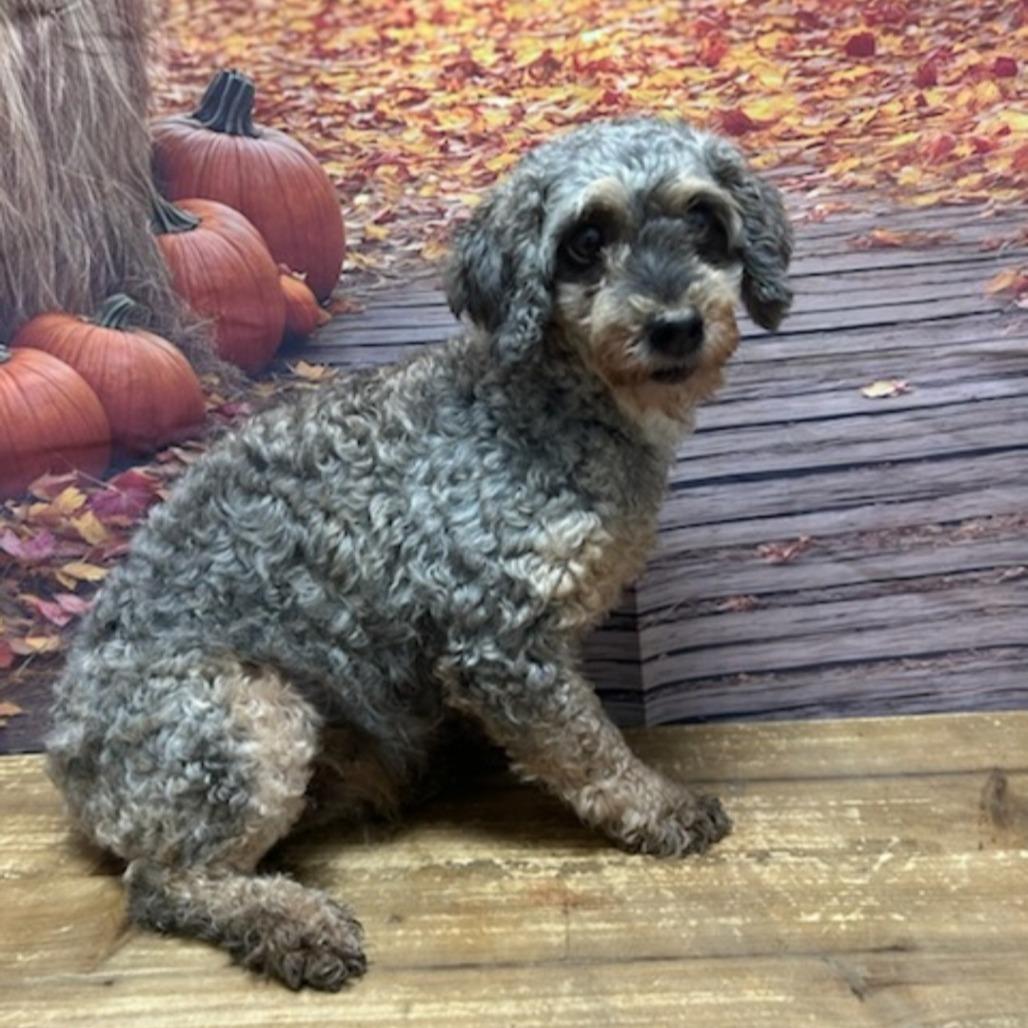 Enlarge Rylee, a Adoptable Miniature Poodle in Normal, IL image 3/4