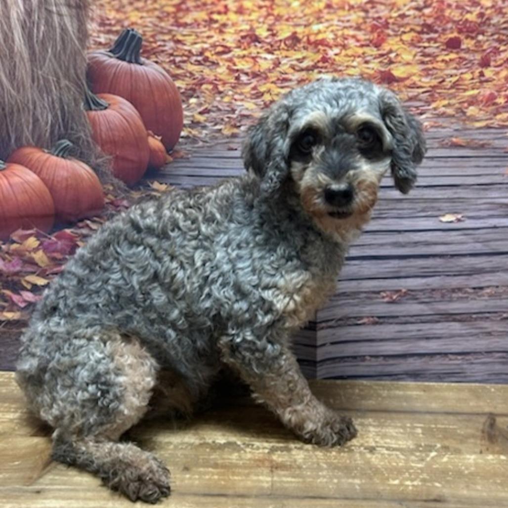 Enlarge Rylee, a Adoptable Miniature Poodle in Normal, IL image 4/4