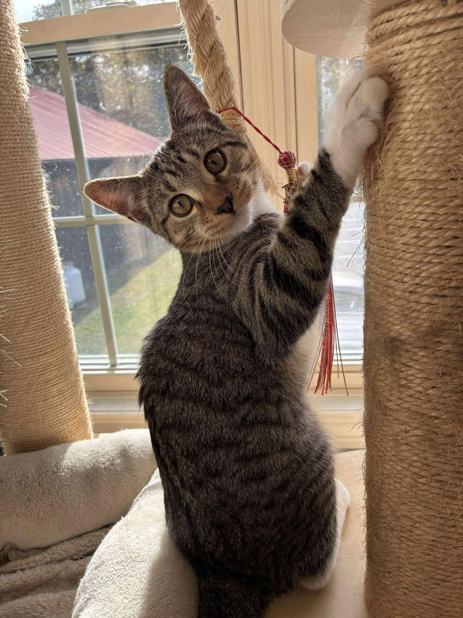 Sequoia, a Adoptable Tabby in Norwich, CT image 2/5