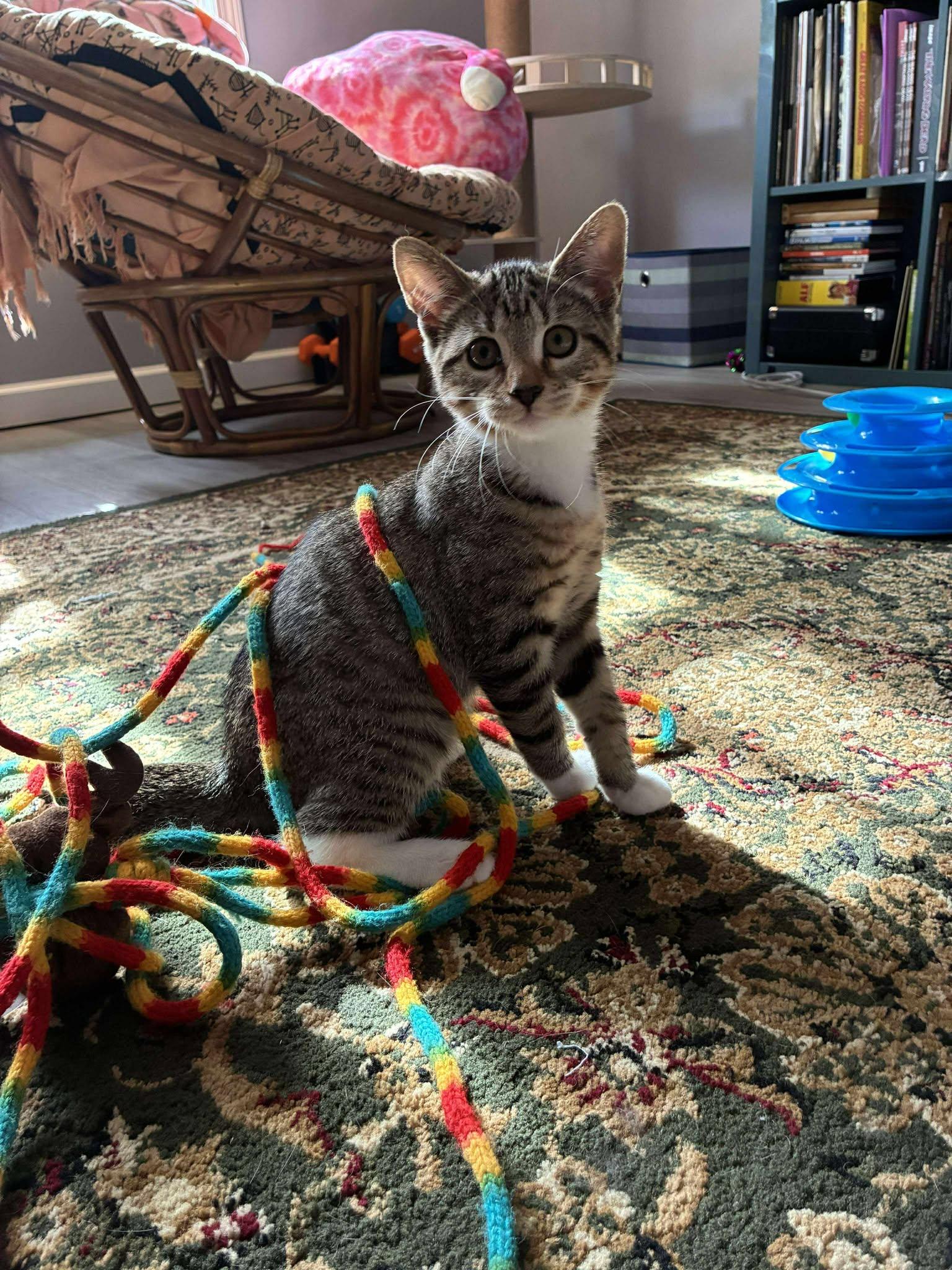 Sequoia, a Adoptable Tabby in Norwich, CT image 3/5