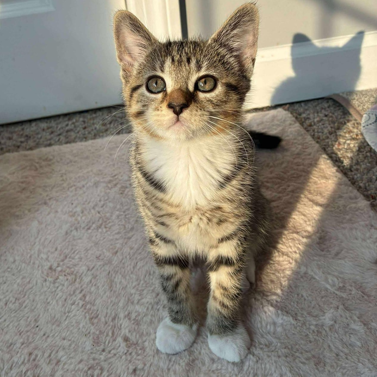 Sequoia, a Adoptable Tabby in Norwich, CT image 1/5