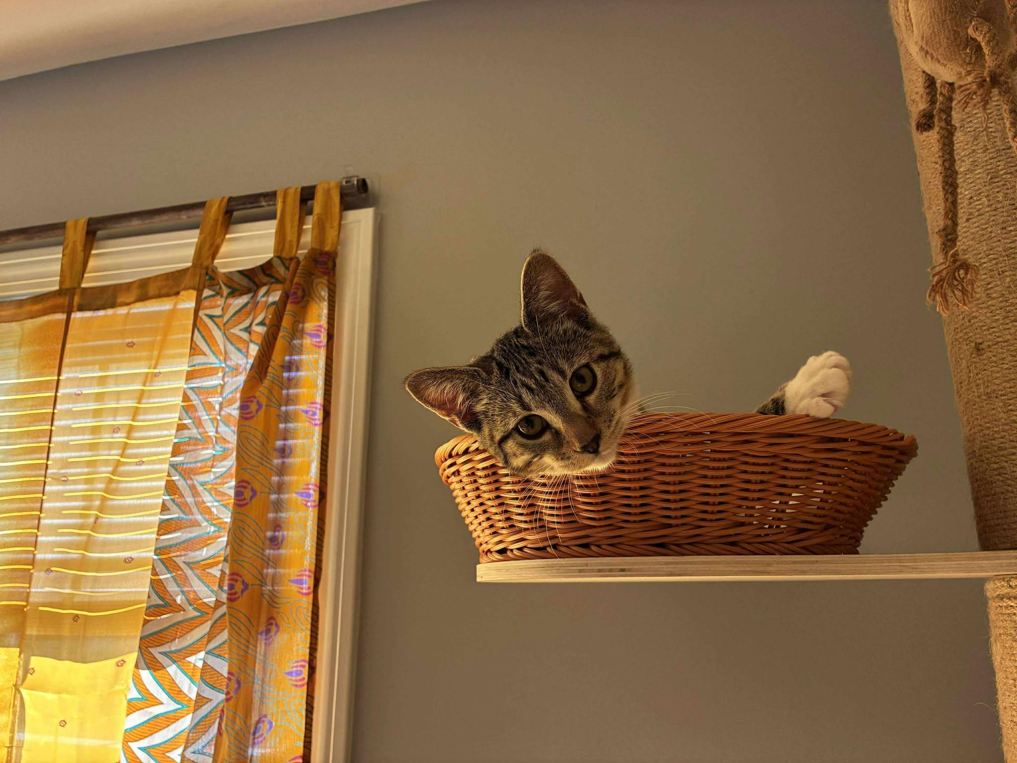 Sequoia, a Adoptable Tabby in Norwich, CT image 4/5