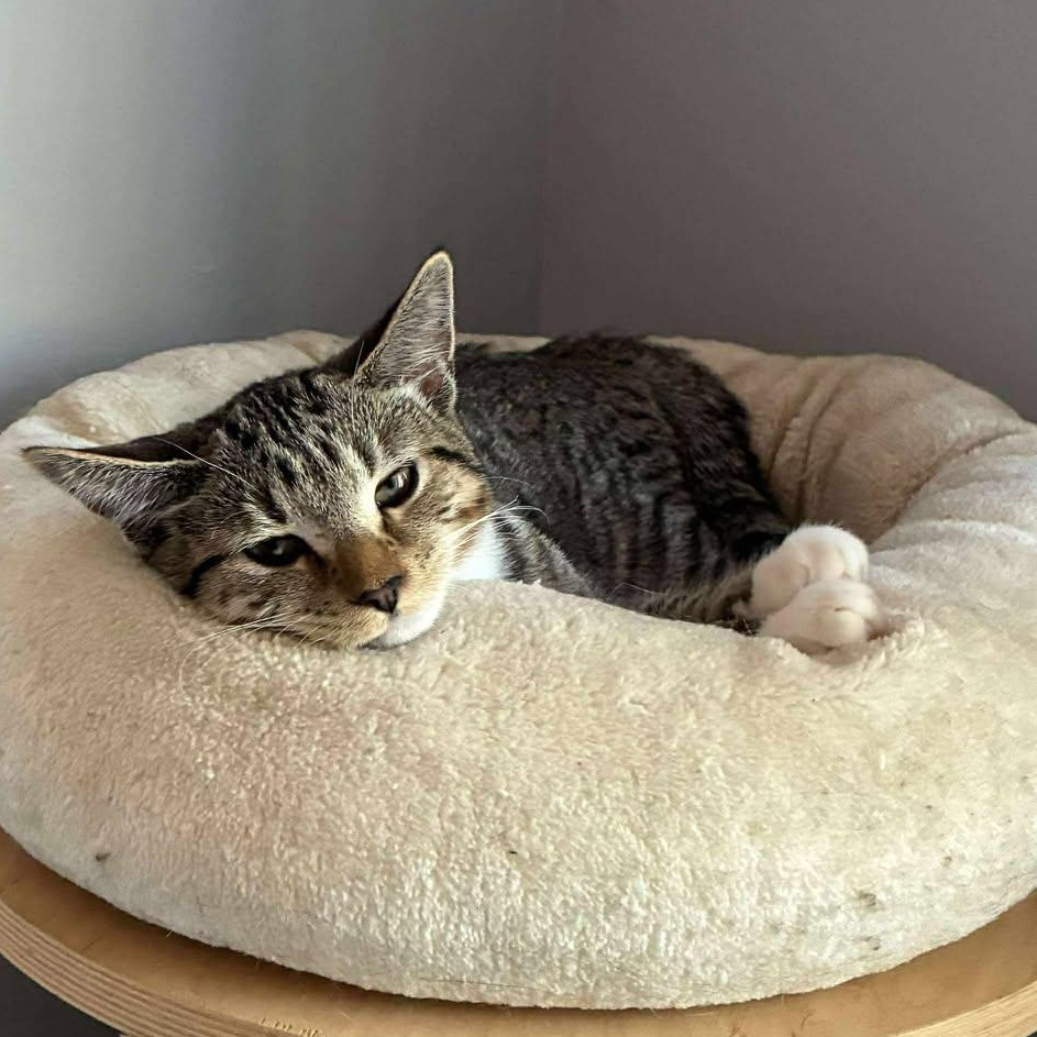 Sequoia, a Adoptable Tabby in Norwich, CT image 5/5