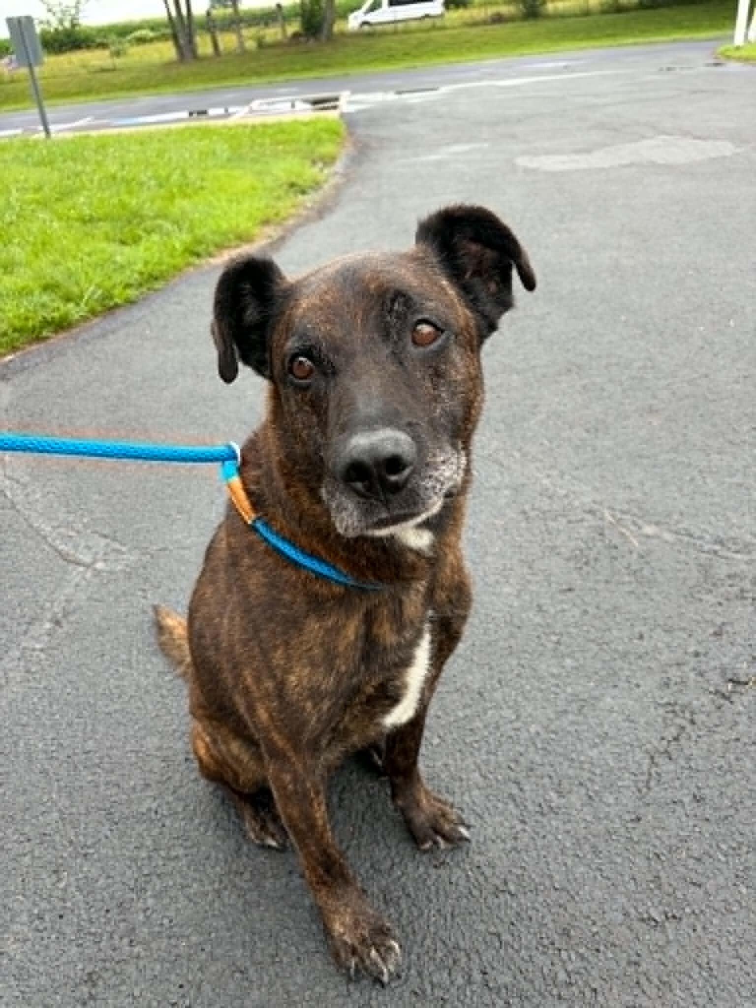 Enlarge Bear, a Adoptable Mixed Breed in Georgetown, OH image 1/1