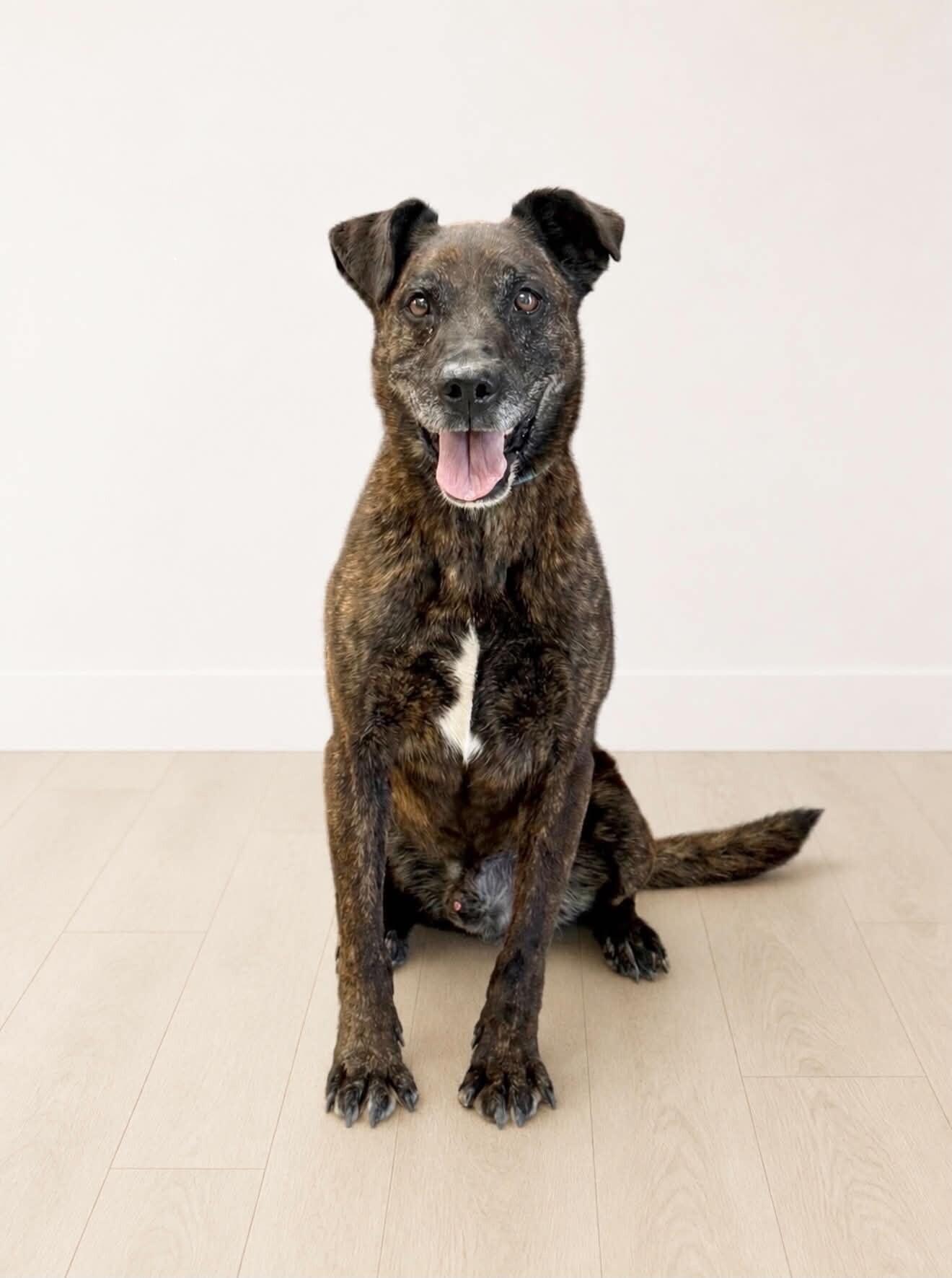 Enlarge Bear, a Adoptable Mixed Breed in Georgetown, OH image 2/2