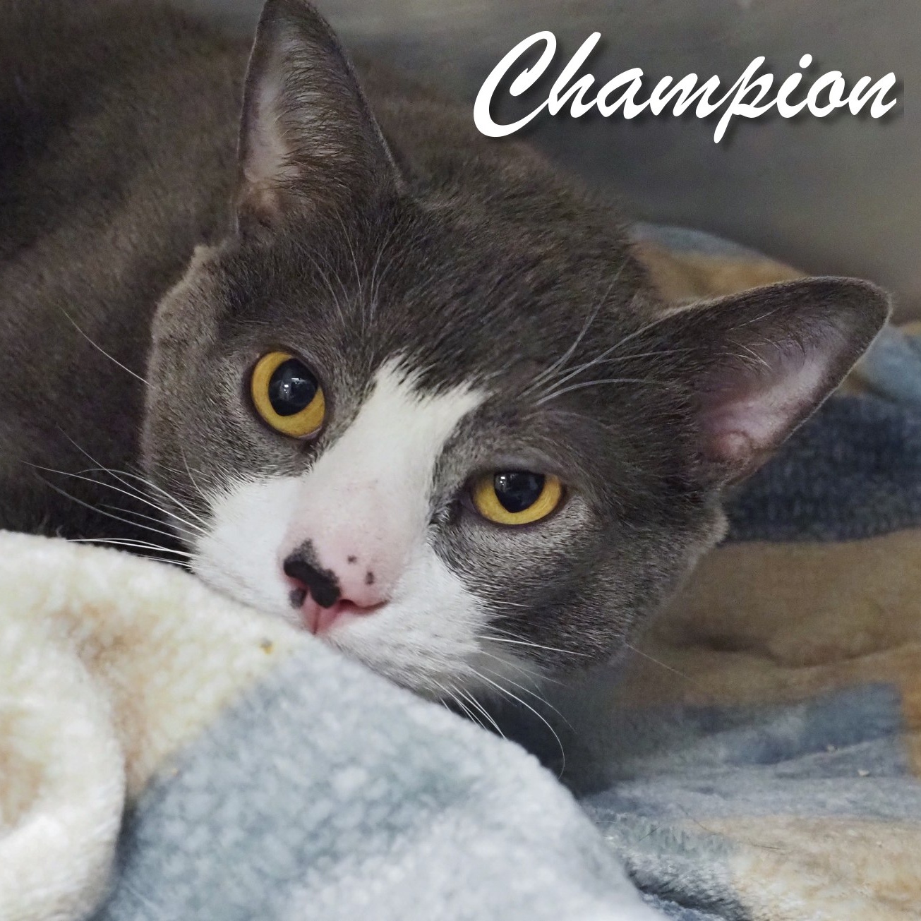 Champion