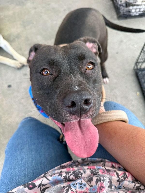 Darcy  **Courtesy Post. Out of town pet. See below for details**
