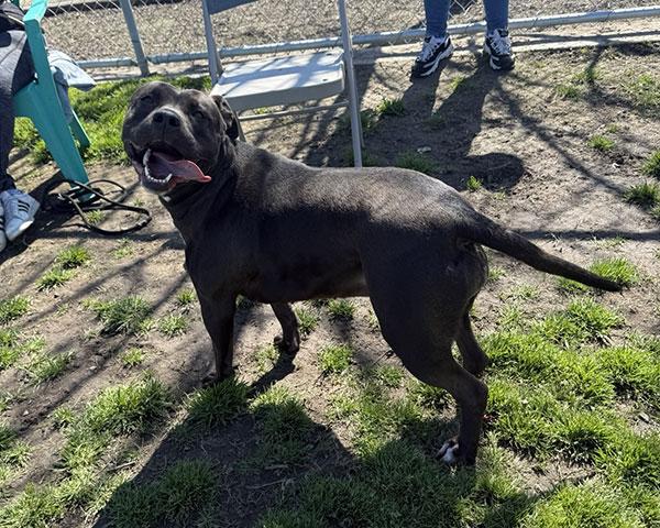Darcy  **Courtesy Post. Out of town pet. See below for details**