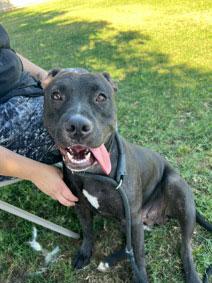 Darcy  **Courtesy Post. Out of town pet. See below for details**