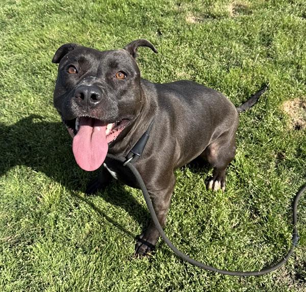 Darcy  **Courtesy Post. Out of town pet. See below for details**