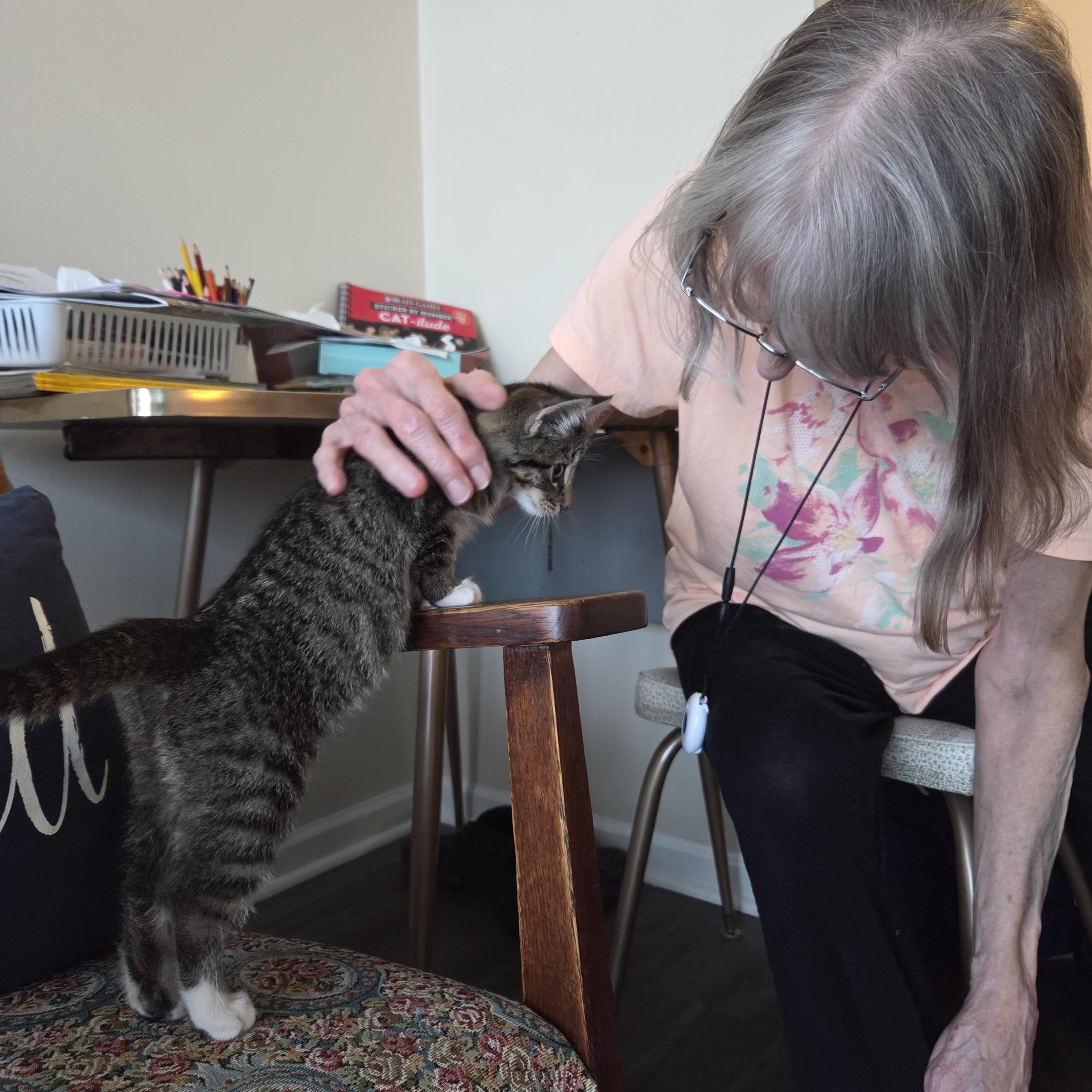 Enlarge Sugaree, an adoptable mixed breed in Racine, WI image 2/5